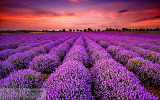 В Одесской области высадили лавандовое поле «фото»