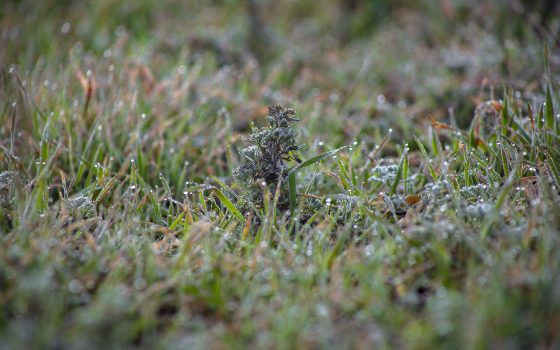 В Одессе в среду снова ожидается дождь «фото»