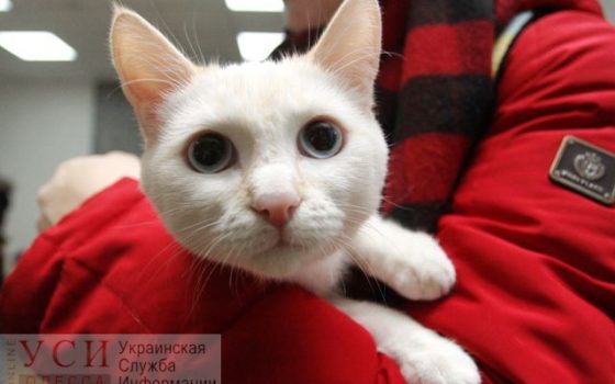 В Одессе на фестивале бездомных животных более 60 питомцев нашли семью (фото) «фото»