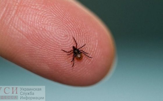 В Одессе и области медики зафиксировали 34 случая болезни Лайма в 2019 году «фото»
