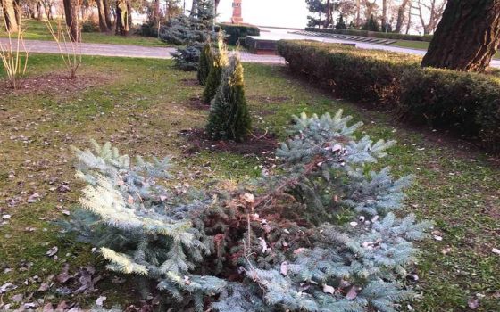Новогоднее преступление: в Одессе похитили две елки и кедры, похитителей сняла камера наблюдения (фото, видео) usionline.com Новогоднее преступление: в Одессе похитили две елки и кедры, похитителей сняла камера наблюдения (фото, видео) «фото»