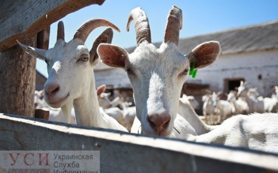 Украине придется переименовать сыр фета и другие продукты usionline.com Украине придется переименовать сыр фета и другие продукты «фото»