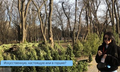 “Я с прошлого года не выкидывал елку”, – одесситы определились с выбором новогодней красавицы (видео) usionline.com “Я с прошлого года не выкидывал елку”, – одесситы определились с выбором новогодней красавицы (видео) «фото»