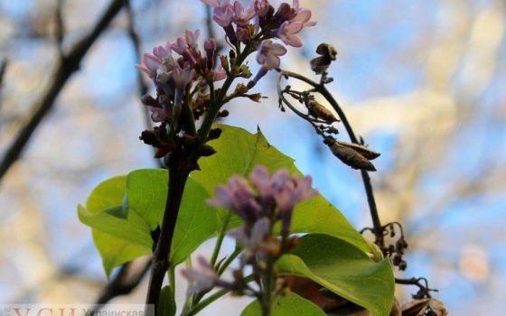 В Одессе расцвела сирень ко Дню Святого Николая (фото) «фото»