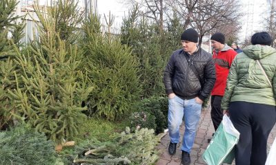 Началось: одесские улицы наводнили елки (фото) «фото»