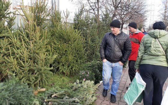 Началось: одесские улицы наводнили елки (фото) usionline.com Началось: одесские улицы наводнили елки (фото) «фото»