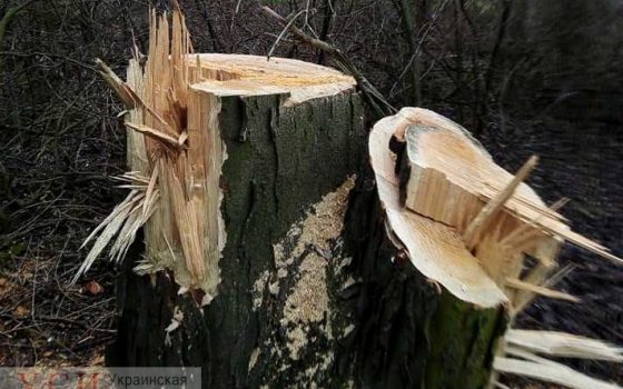 Под Одессой браконьеры незаконно вырубили многолетние деревья (фото) «фото»