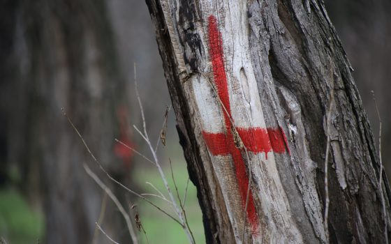 В санатории “Лермонтовский” уверяют, что спиленные деревья были сухими (фото, документ) «фото»