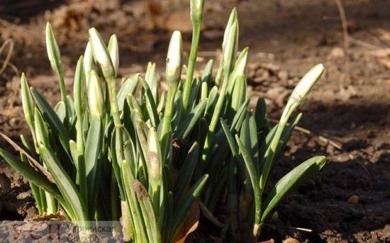 Природная аномалия: второго января в Одессе расцвели подснежники (фотофакт) «фото»