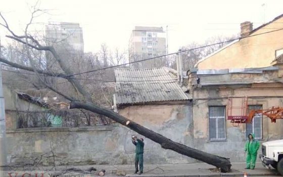 Сильный ветер в Одессе повалил 8 деревьев (фото) «фото»