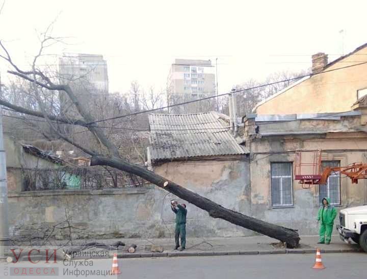 Сильный ветер в Одессе повалил 8 деревьев (фото) «фото»
