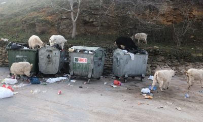 Посреди Аркадии гуляют козы – животные питаются отходами на местной свалке (фото) «фото»