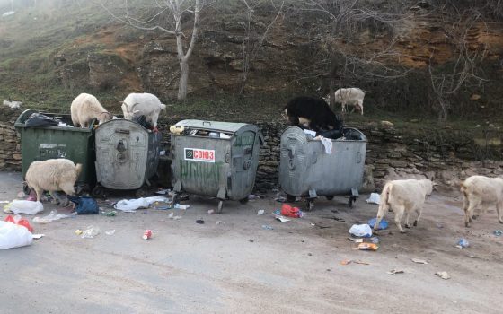 Посреди Аркадии гуляют козы – животные питаются отходами на местной свалке (фото) «фото»