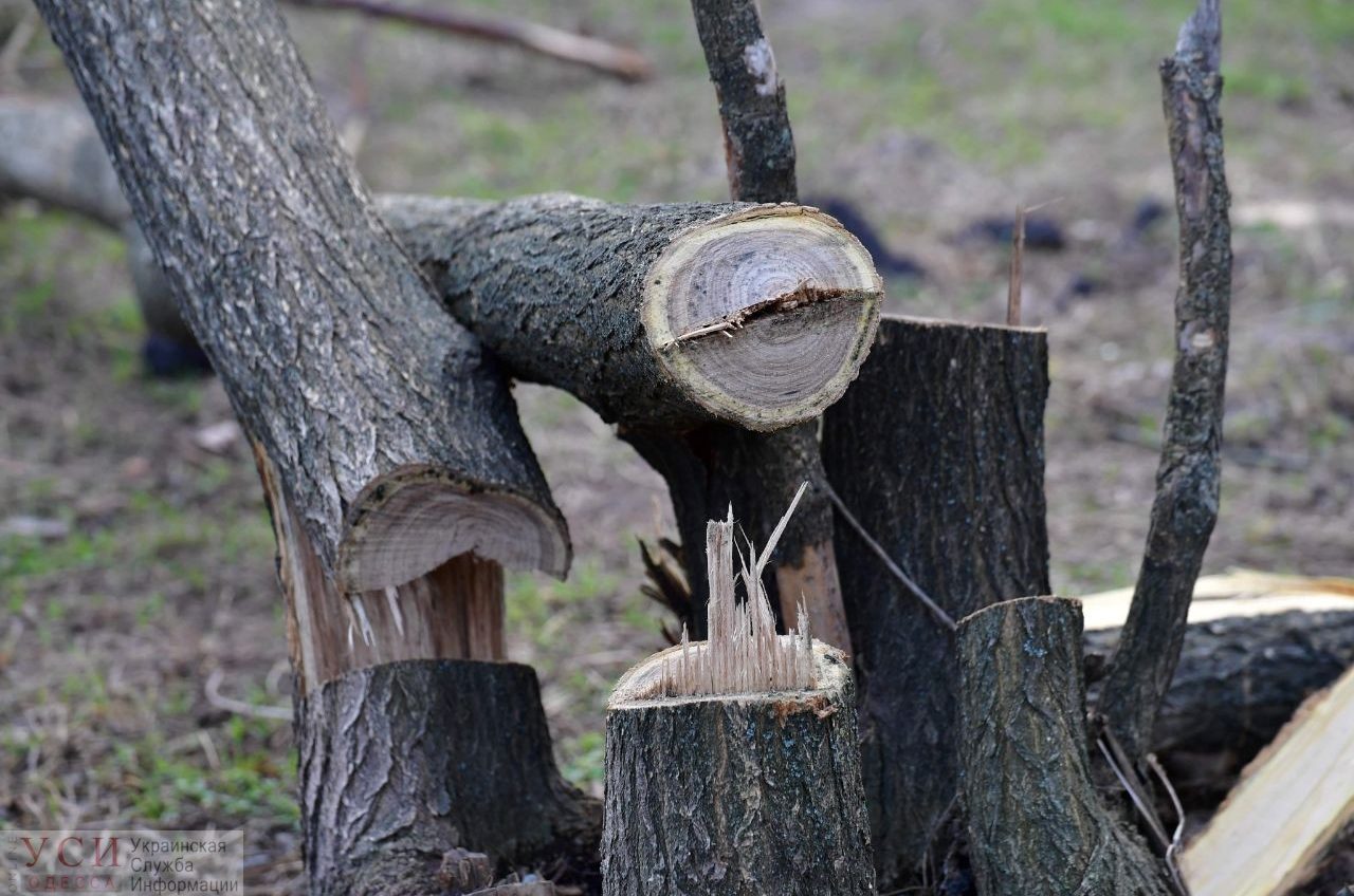 В парке “Юность” неизвестные портят деревья: более десятка насаждений погибли от рук вандалов (видео, фото) «фото»