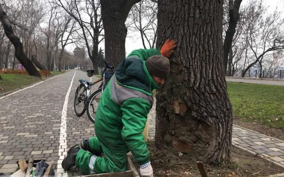 Одесские коммунальщики восстанавливают вековой дуб в парке Шевченко, который подожгли вандалы (фото) «фото»