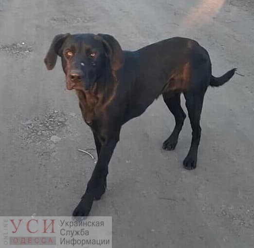 В Одессе ищут дом для собаки: ее выгнали на улицу после того, как хозяин разбился на мотоцикле «фото»