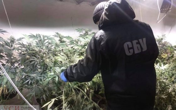 Выращивали дома: СБУ “накрыла” торговцев наркотиками в Одесской области (фото) usionline.com Выращивали дома: СБУ “накрыла” торговцев наркотиками в Одесской области (фото) «фото»