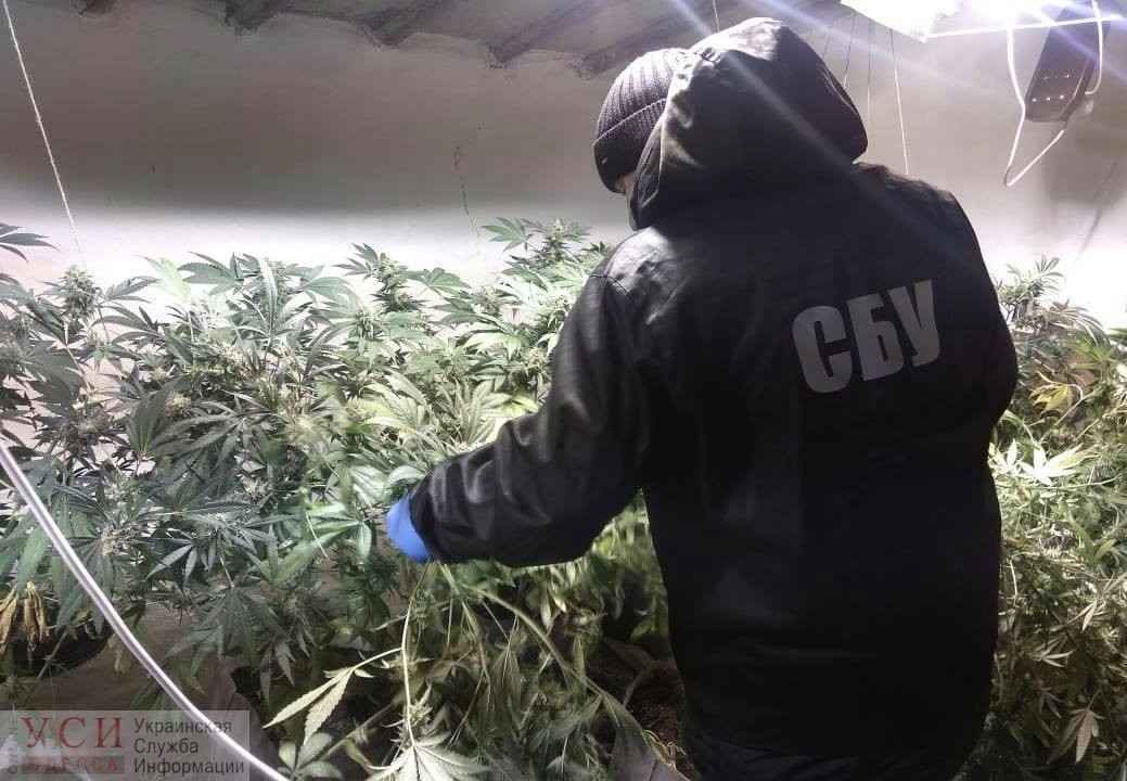 Выращивали дома: СБУ “накрыла” торговцев наркотиками в Одесской области (фото) «фото»