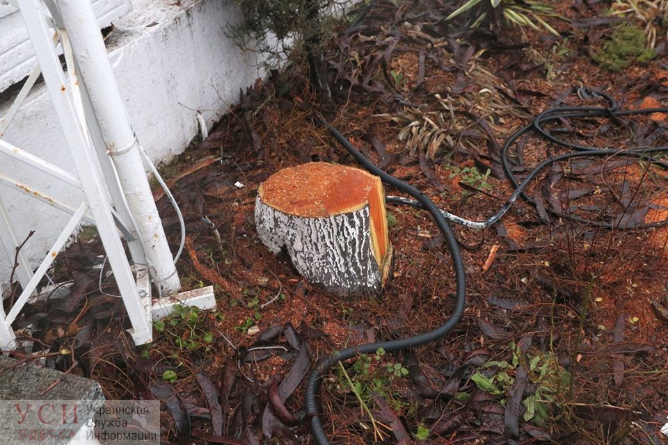 В Отраде срубили 13 многолетних деревьев и обложили плиткой часть клумбы (фото) «фото»