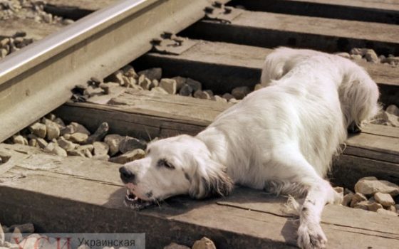 Под Одессой раненая собака уже пять дней лежит на железнодорожных путях – зоозащитники «фото»