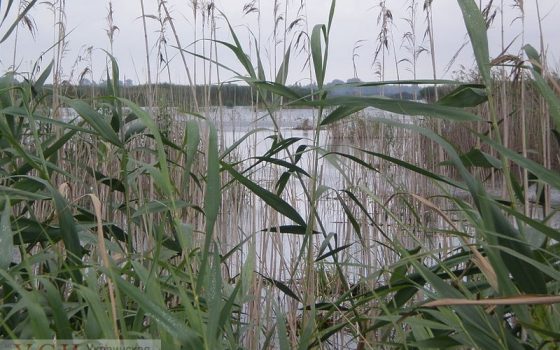В Одесской области нашли мертвым рыбака, который пропал на Новый год «фото»