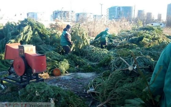 “Принеси елку – получи конфету”: в Одессе сдали 20 тысяч деревьев, акцию могут продлить на февраль «фото»