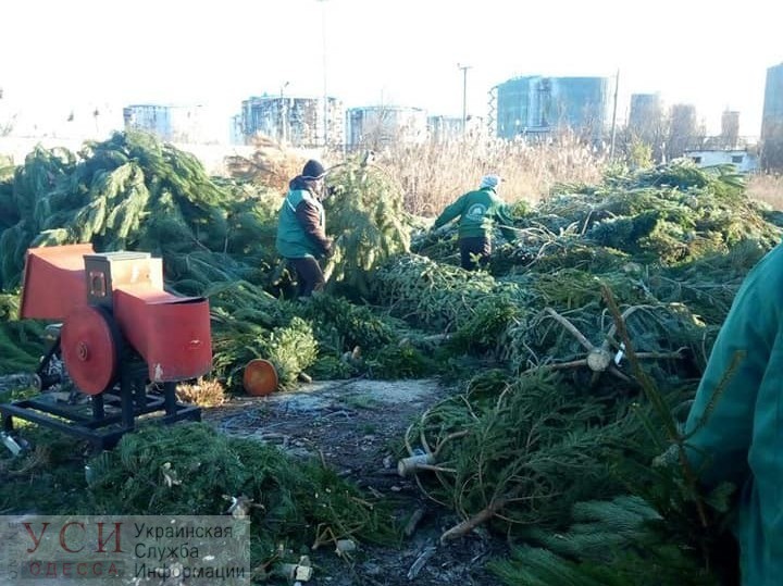 “Принеси елку – получи конфету”: в Одессе сдали 20 тысяч деревьев, акцию могут продлить на февраль «фото»
