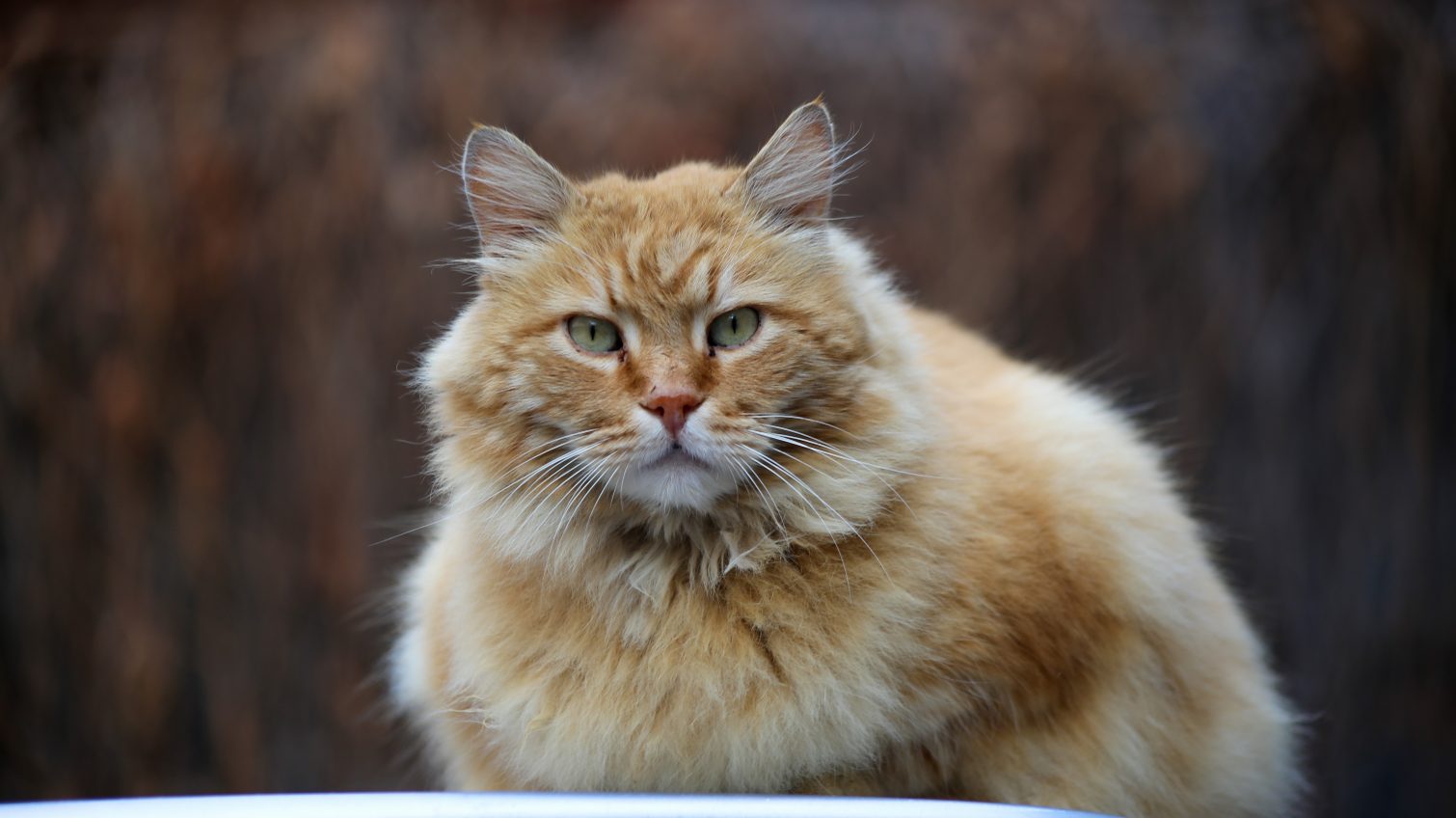 Январский колорит: ленивые одесские коты и туманные будни (фоторепортаж) «фото»