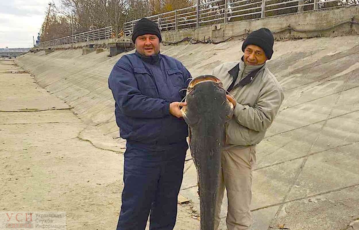 В Одесской области рыбаки голыми руками словили сома-великана (фото) «фото»