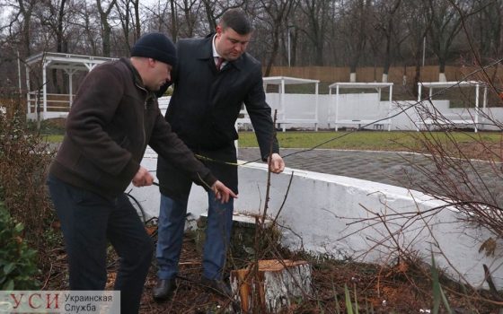 В Отраде вместо спиленных деревьев посадят новые «фото»
