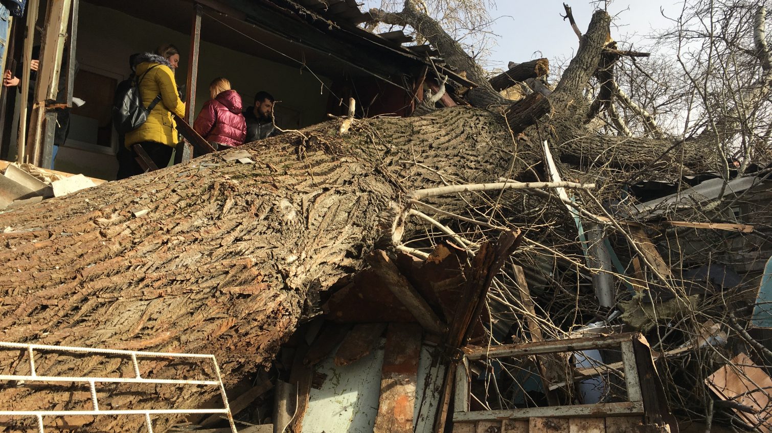На Молдаванке дерево рухнуло на дом: женщину освободили из-под завалов (фото, видео) ОБНОВЛЕНО «фото»