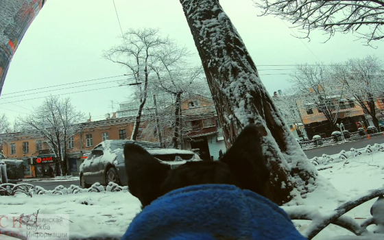 Снежная Одесса и горожане глазами скотчтерьера (видео) «фото»