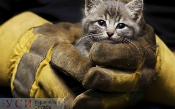 На Молдаванке пожарные спасли котенка, который три дня просидел на крыше дома (видео) «фото»