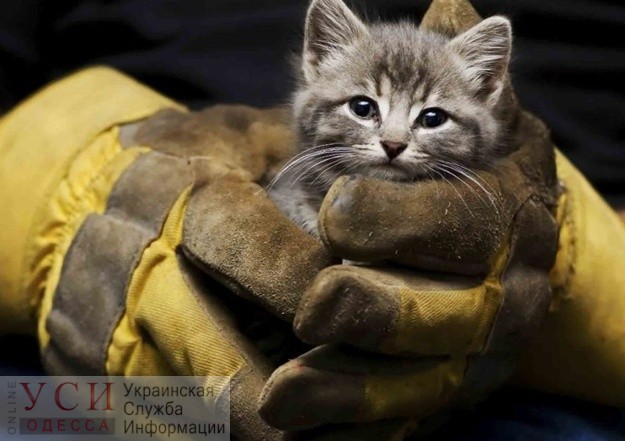 На Молдаванке пожарные спасли котенка, который три дня просидел на крыше дома (видео) «фото»