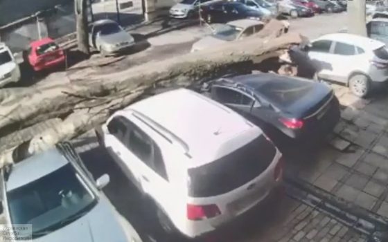 Появилось видео падения огромного дерева на автомобили на Троицкой (видео) «фото»