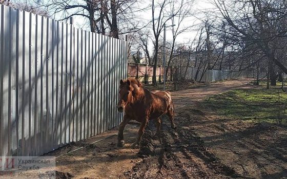 Строптивая лошадь сбежала из Одесского зоопарка, но затем сама вернулась (фото, видео) «фото»