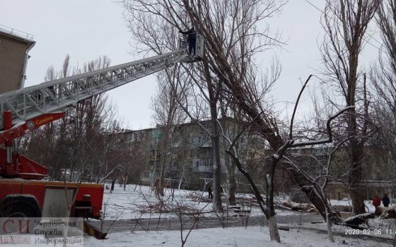 Штормовой ветер повалил в Одессе 86 деревьев, а в области обесточил 91 населенный пункт (фото) «фото»