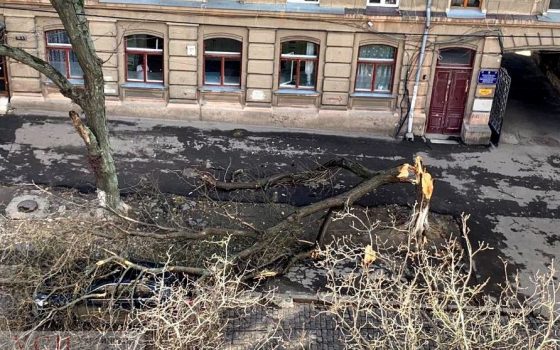 В Одессе уже повалило 147 деревьев: горожан просят не выходить на улицу «фото»