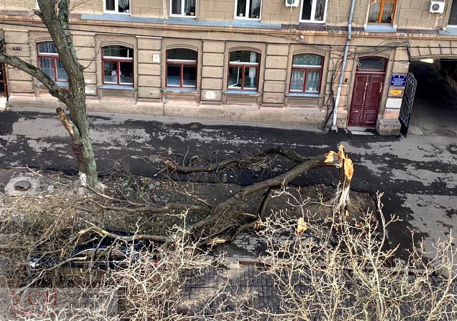 В Одессе уже повалило 147 деревьев: горожан просят не выходить на улицу «фото»