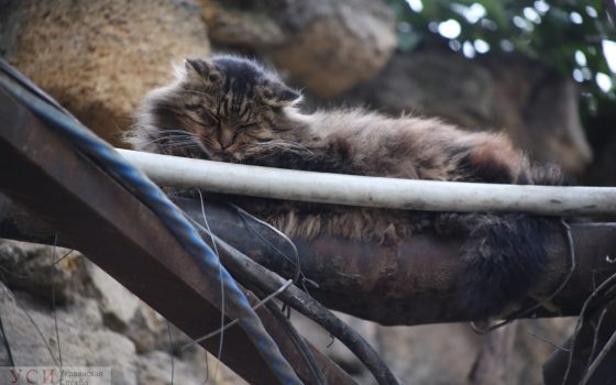 Одесские коты: на улицах, в кофейнях и двориках (фотоподборка) «фото»