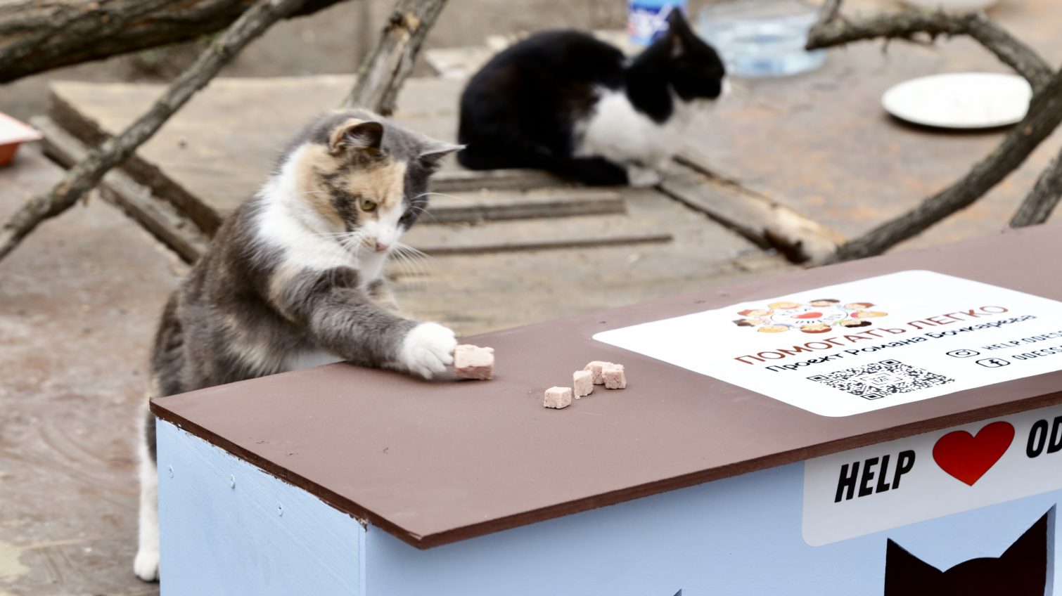Кошкин дом: волонтеры установили теплые домики для уличных котов (фоторепортаж) «фото»