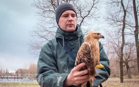 Сотрудники нацпарка “Тузловские лиманы” приручили маленького ястреба-канюка, которого подстрелили браконьеры (фото) «фото»