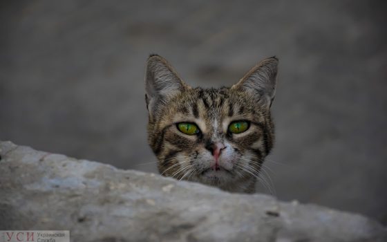 В Украине открылась единая горячая линия помощи животным “Добрый дом” usionline.com В Украине открылась единая горячая линия помощи животным “Добрый дом” «фото»