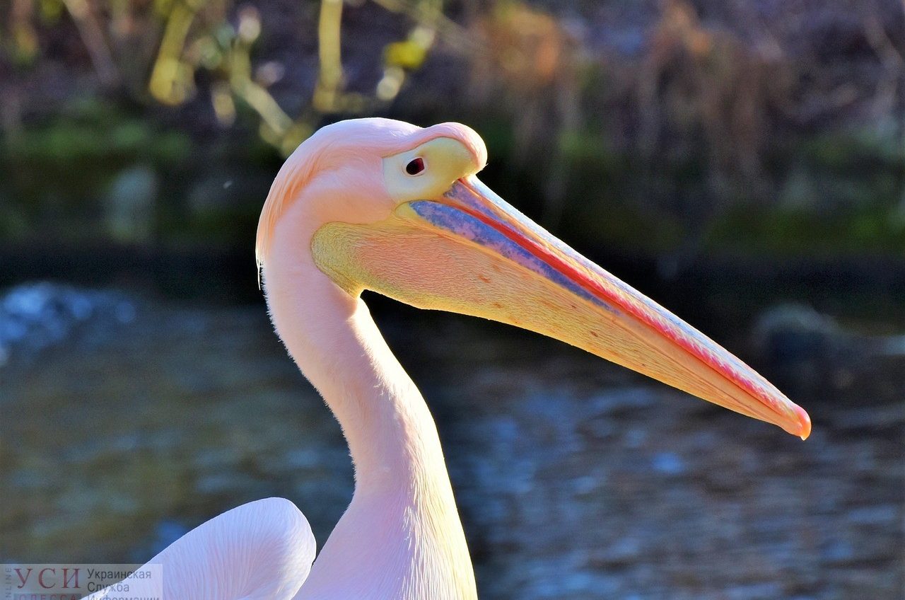 В заповедник в Одесской области прилетели редкие розовые пеликаны (фото) «фото»