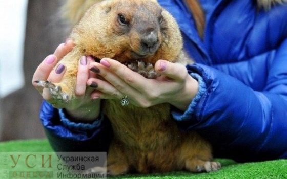 Сурок Тимка III спрогнозировал теплую зиму и скорую весну, пока одесский спал (видео) «фото»