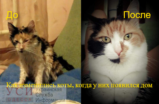 До и после: как изменились коты, когда у них появился дом (фото) «фото»