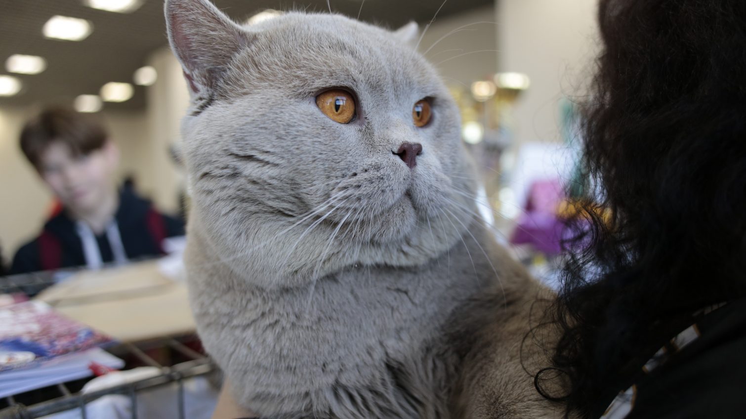 Рэгдоллы, мейнкуны и абиссины, – в Одессе открылась международная выставка котов (фоторепортаж) «фото»