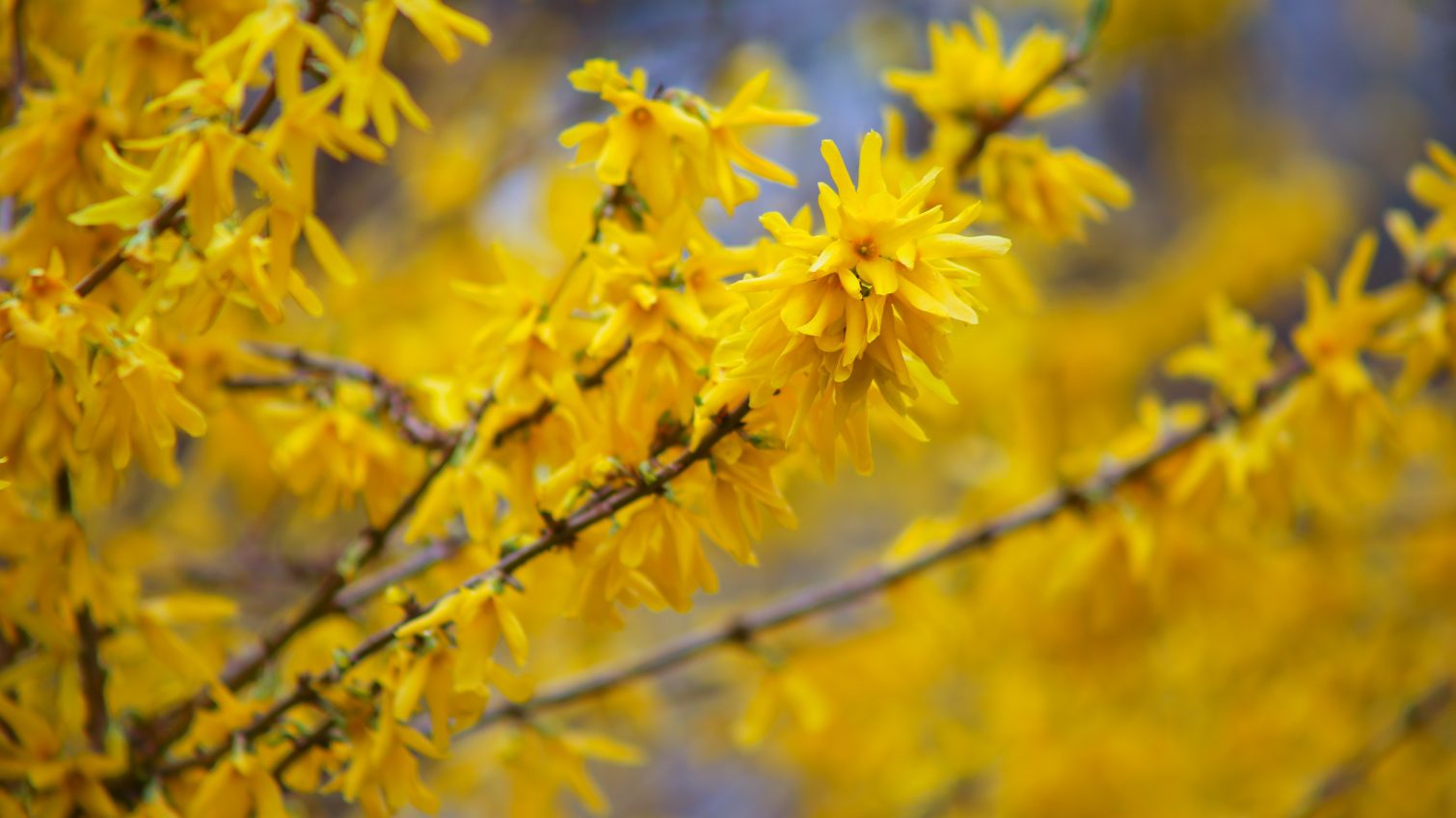 Весна в городе: несмотря на прохладу, в Одессе распускаются цветы и деревья (фоторепортаж) «фото»