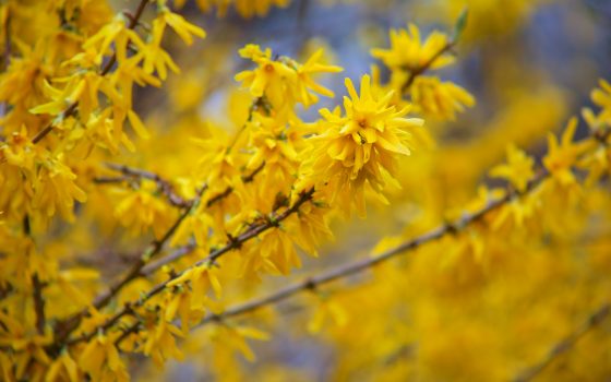 Весна в городе: несмотря на прохладу, в Одессе распускаются цветы и деревья (фоторепортаж) «фото»