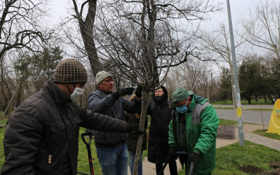 Коллекции одесских парков пополнились декоративными вишнями (фоторепортаж) «фото»